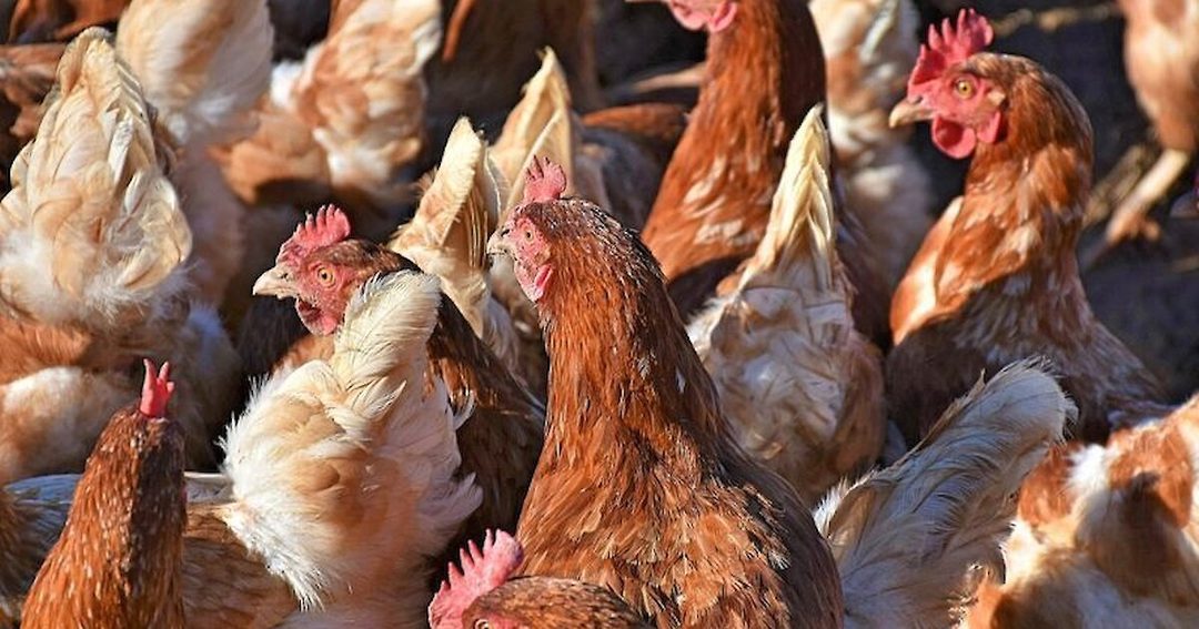 A flock of commercial chickens