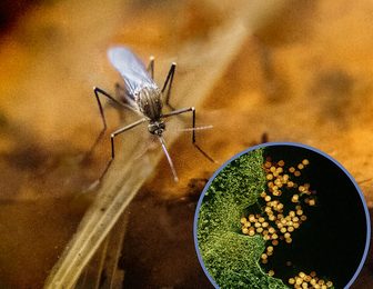 A Culex mosquito, which can carry West Nile virus