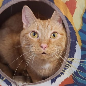 Fire, a cat available for adoption at the Marshfield Area Pet Shelter