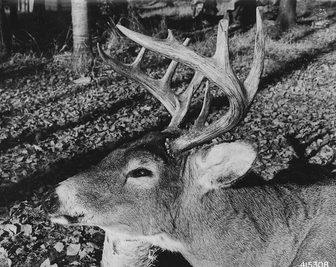 A white-tailed buck deer