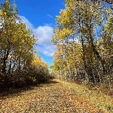 Superior fall leaf pickup runs Nov. 2-13; bags must be out by 7 a.m.