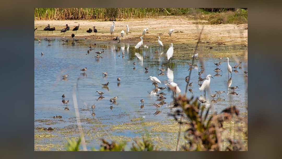 Ducks and swans on calm water at a wildlife refuge