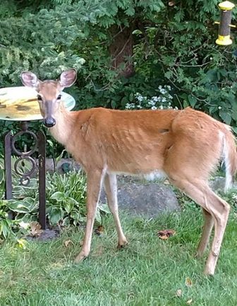 Two deer test positive for chronic wasting disease on the Menominee Reservation