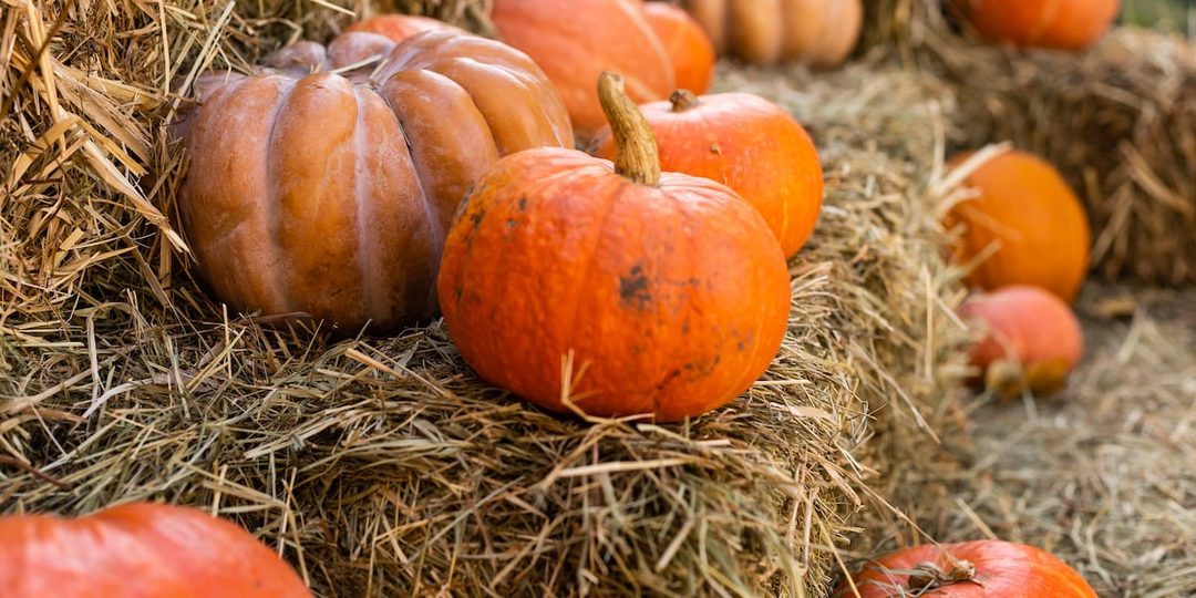 Pumpkins resting on hay bales