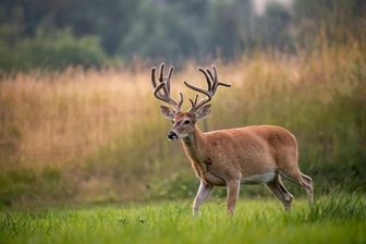 Wisconsin's largest EHD outbreak tallied at at least 2,305 deer in eight counties