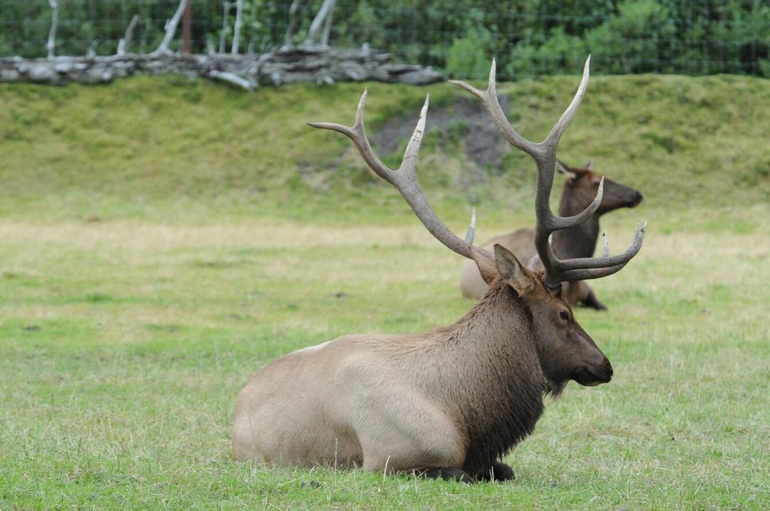 A male elk in front of a female elk lying in the grass
