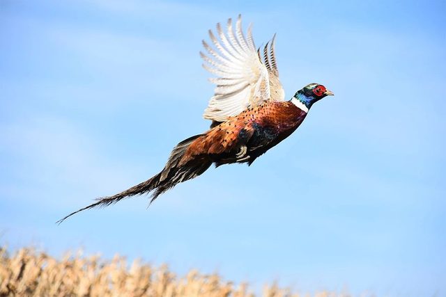 Wisconsin pheasant season opens Oct. 17, with shorter stocking season this fall