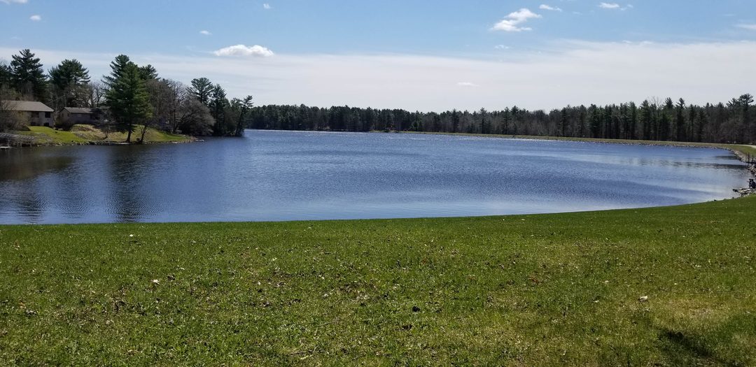 A lake shoreline with grass and pine trees at South Wood County Park